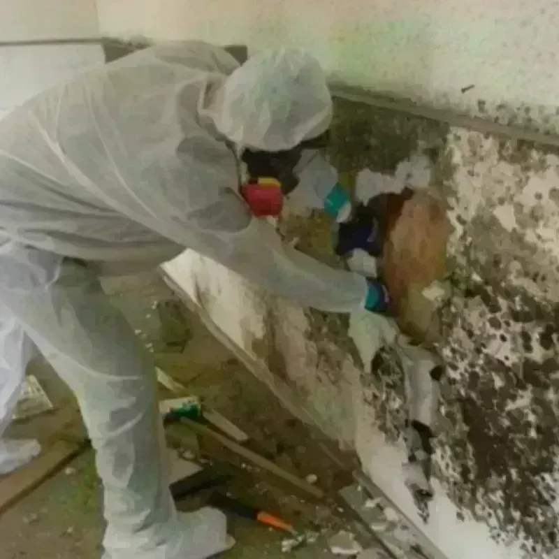 Mold Remediation and Removal in Mono County, CA